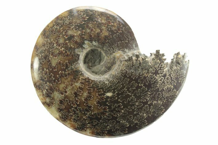 Polished Ammonite (Cleoniceras) Fossil - Madagascar #226295